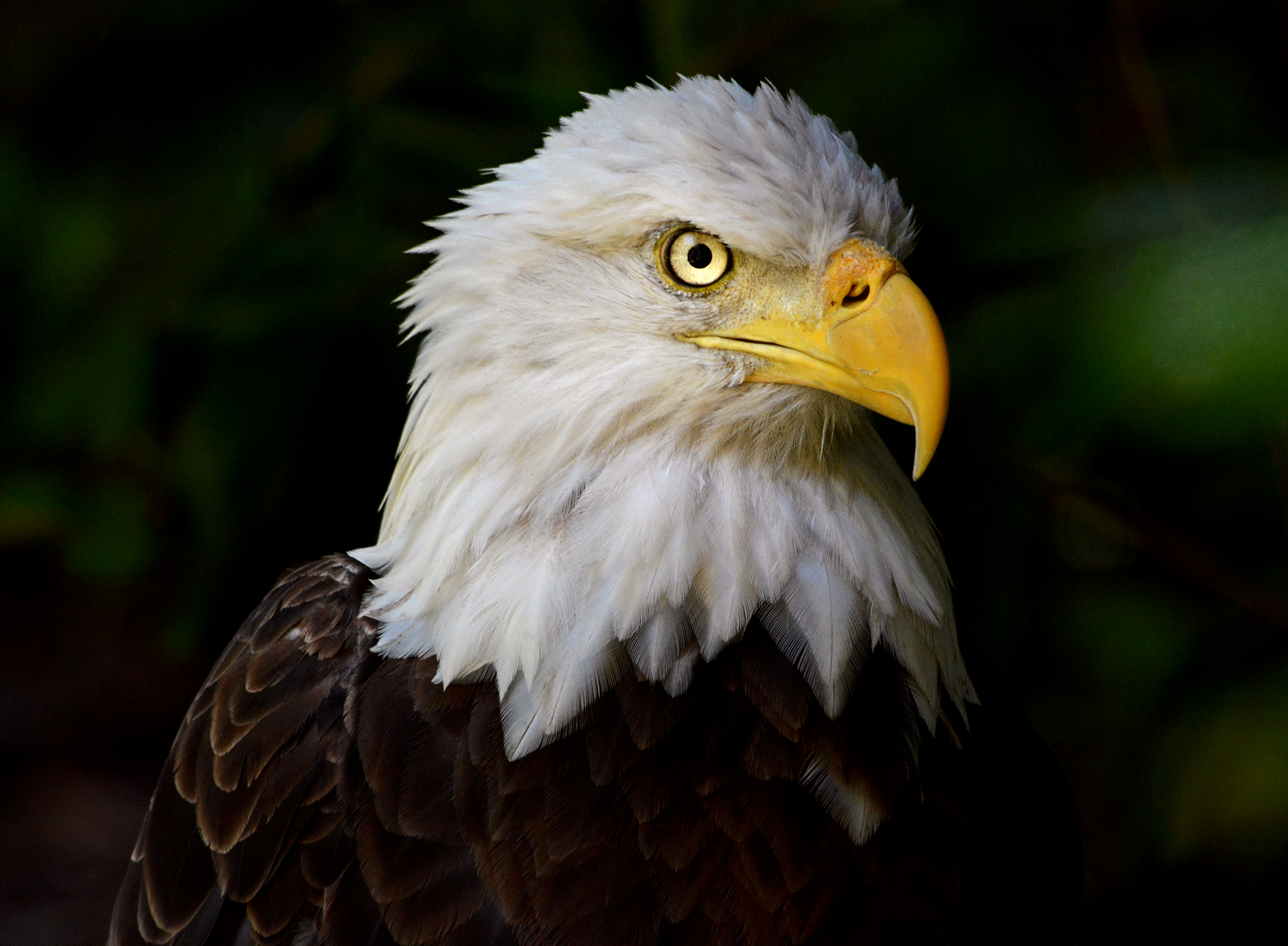 Bald Eagle Stand Shutterbug bald-eagle-stand-shutterbug